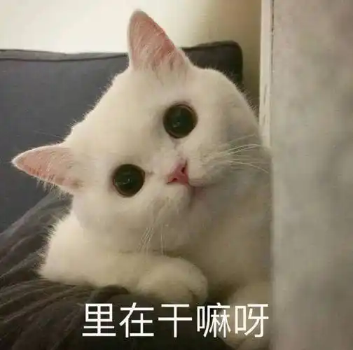 萌宠喵星人里在干嘛呀问好可爱gif动图_动态图_表情包下载_soogif