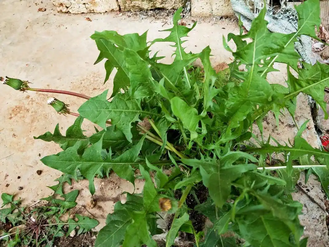 贵州威宁:一株生长在水泥地坪上的奇葩药蔬两用植物一一蒲公英  - 抖