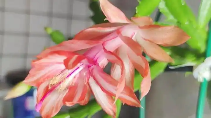 蟹爪兰品种之,道恩黎明,开品一级棒