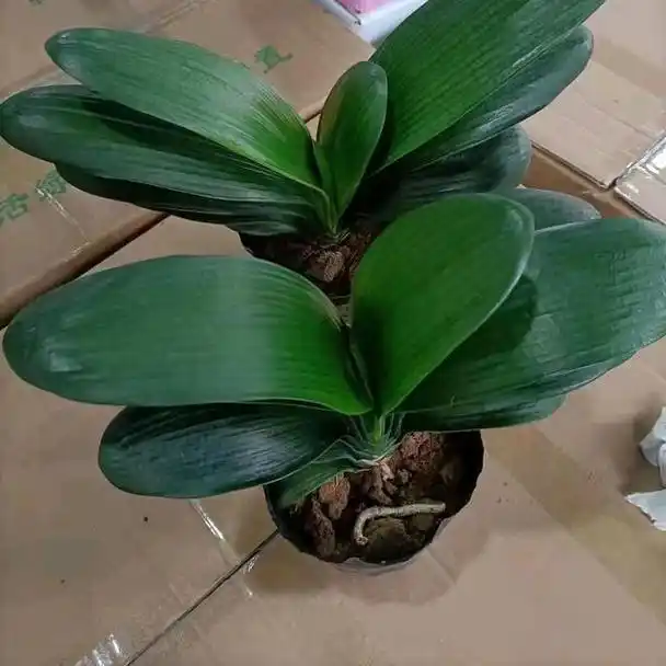 圆头和尚君子兰