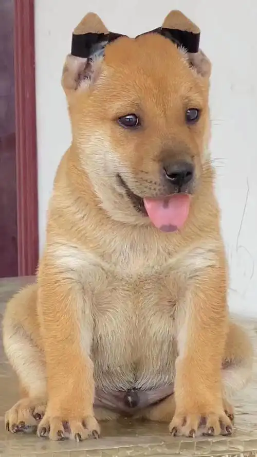 极品黄狗白面小公犬 大虎头 三角小耳朵 一点花舌头 在线等人-度小视