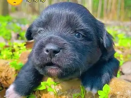 小黑狗田园犬_小黑狗品种大全_土狗小黑狗 - 抖音