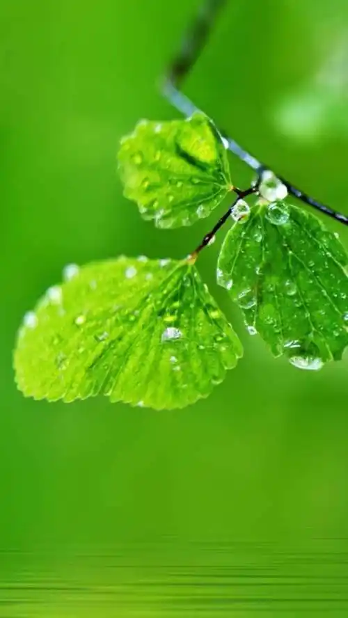 手机屏保高清护眼 - 搜狗图片搜索