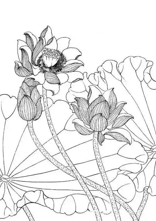 工笔线描花卉画谱荷花