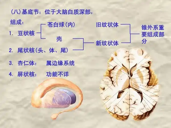 尾状核(头,体,尾) 3. 杏