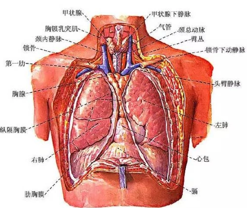 掌握胸片阅读基本功,晋级影像高手!