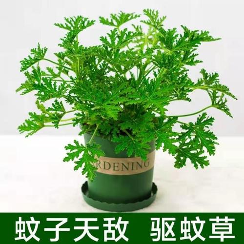 9捕蝇草食人花盆栽苗食虫植物驱蚊草多肉植物室内绿植花卉 毛膏菜已售