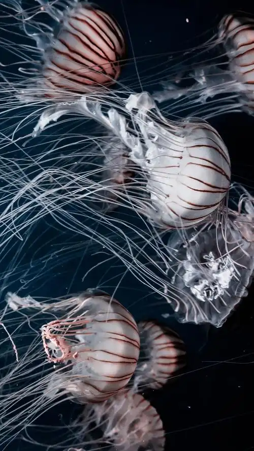 水母在水下美丽的海洋动物iphone壁纸