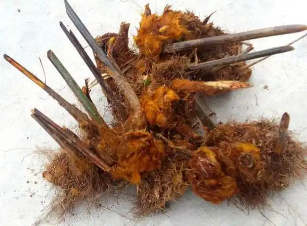 在丹霞山到处都有卖黄狗头的,细问之下原来有这功效