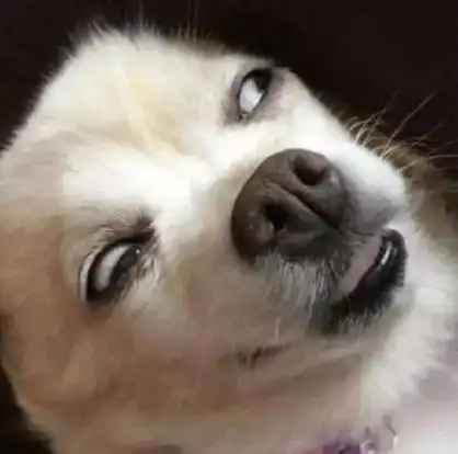 汪星人翻白眼 - 一组傻狗逗比眼神表情包_汪星人_斗图表情