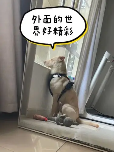 外面的世界很精彩