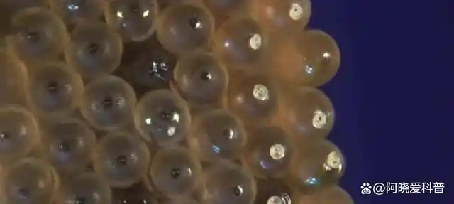 蚊子是从水里繁殖出生的.他们一生中有3/4的时期生活在水里.