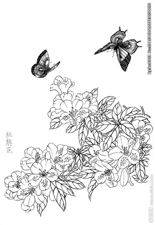 杜鹃花白描素描线描图片