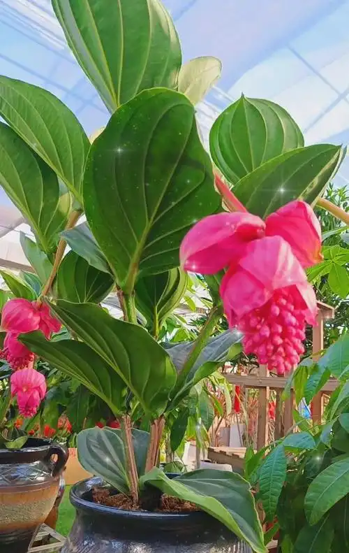 适合家庭养殖的盆栽名贵花卉,他们的魅力超乎世人的想象