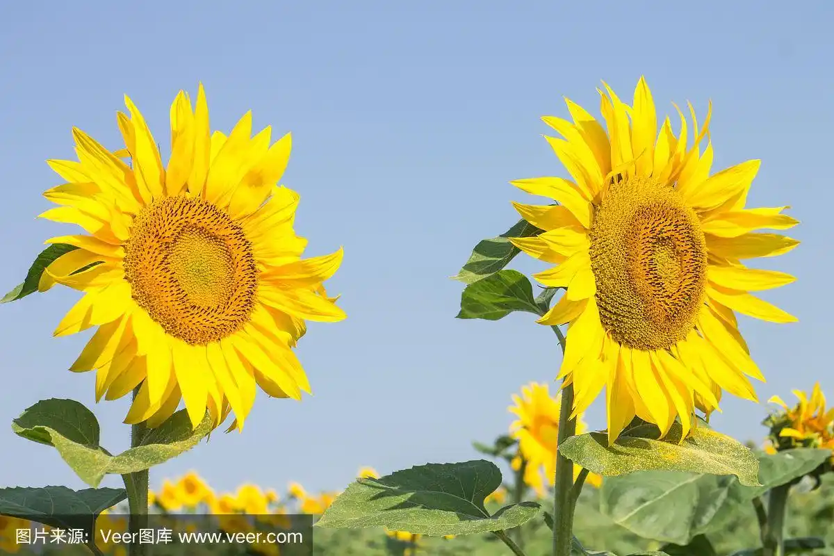 两朵成熟的向日葵在夏日蓝天的背景下