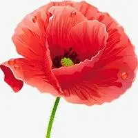 红花一朵微信头像_微信头像图片大全