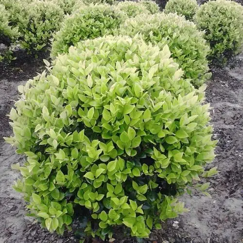 冠幅1米金森女贞球金森女贞球价格