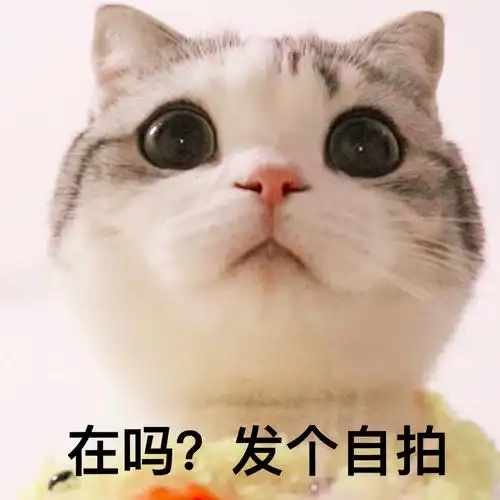 在吗发个自拍一波喵星人表情包