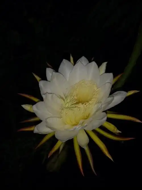 恕我见识浅薄没见过昙花