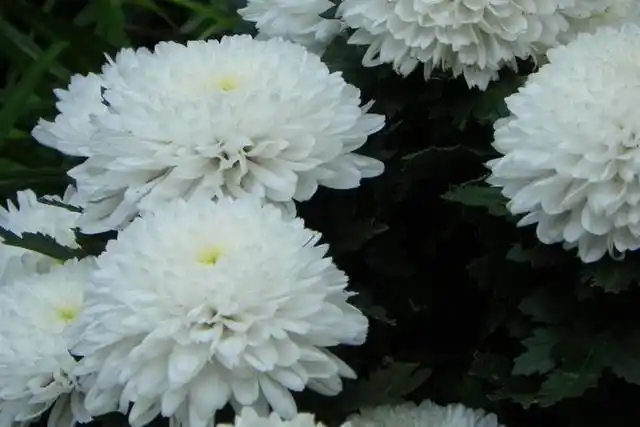 凡世几多苦几多累想起您千行泪,万般念唯有深深祈祷天国安好!