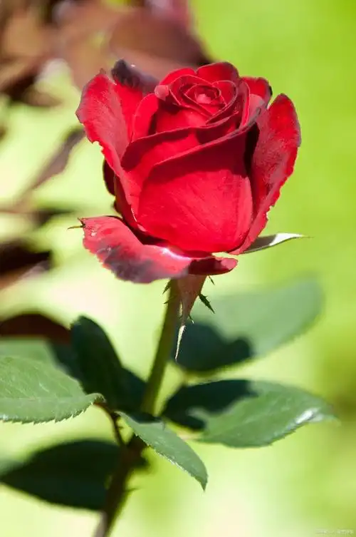 640_964竖版 竖屏