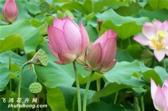 人们纷纷好奇究竟荷花什么时候开,其实荷花的花期在每年的6～9月份,长