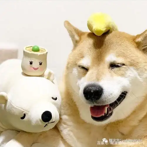 这只柴犬的微笑可以治愈一切,不信试试?