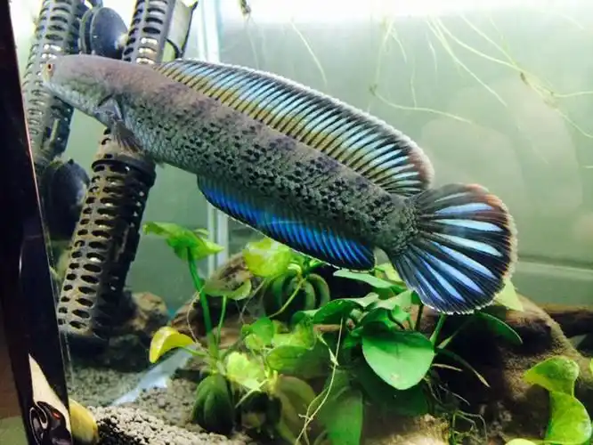 蓝宝石雷龙鱼鬼王雷龙巴卡2雷龙鱼蛇头鱼鳢热带鱼观赏鱼910cm