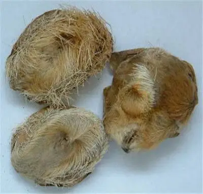 麝香的功效与作用 你不得不知道的使用禁忌