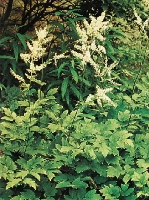 每天最少学一味中药-升麻