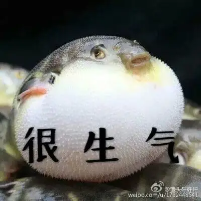 我很生气噢!斗图专用表情包.河豚可爱极了.