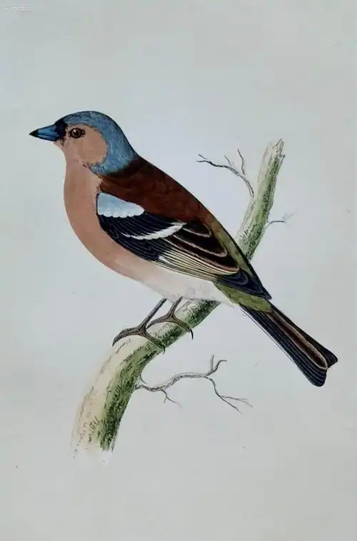 1868年版《英国鸟类图谱》系列彩色木刻版画—花鸡/手工上色/25x16cm