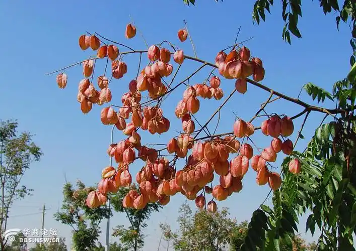 路边栾树挂满红灯笼