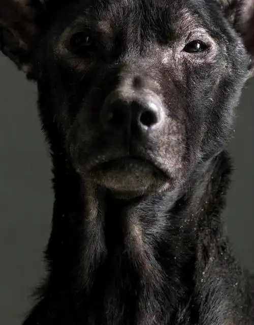 狗狗《生殇相》双眼尽是绝望._未解之谜网