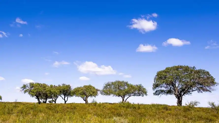 中国的稀树草原