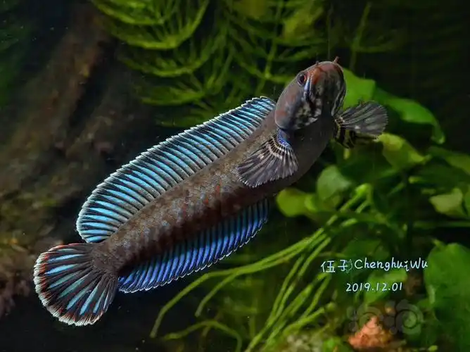 其它阿萨姆奶茶雷龙