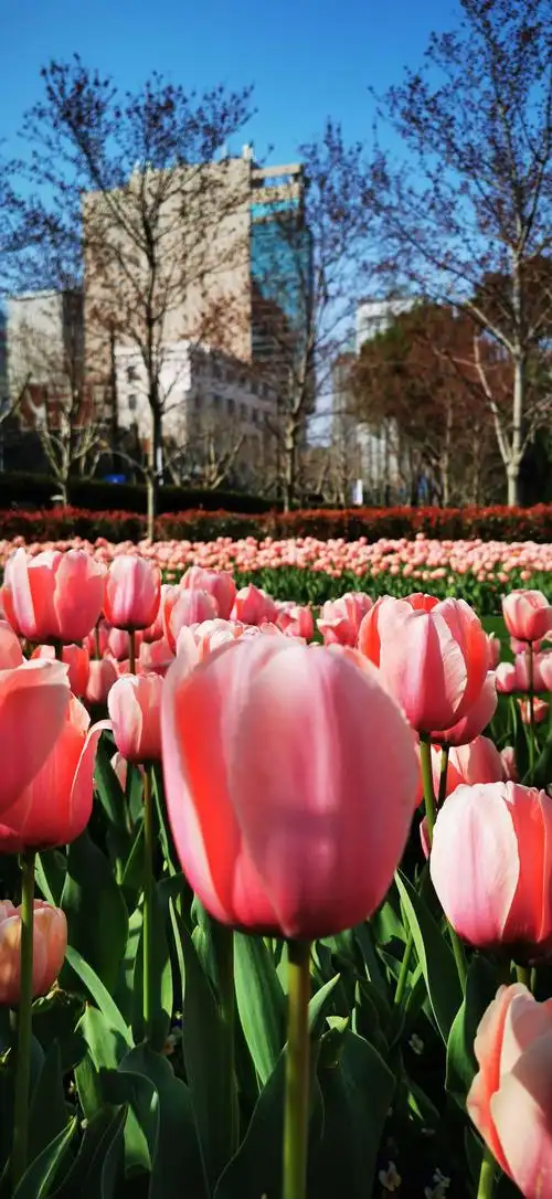 其它 上海静安雕塑 公园郁金香 写美篇2021年3月15日拍摄