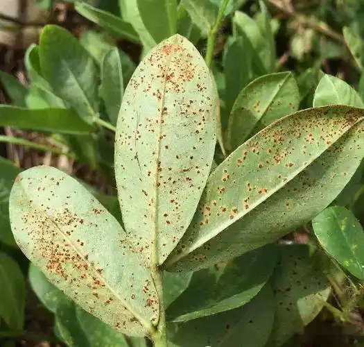 如何辨别花生病虫害看图就行了附用药配方
