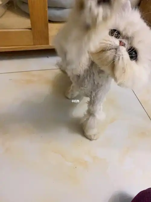 金吉拉还是长毛银渐层呢