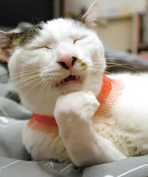 日本最丑最猥琐的网红猫星人