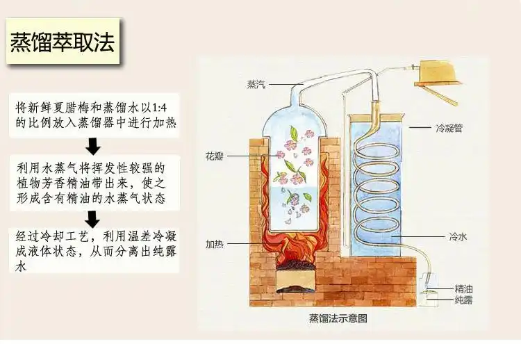 韩束加州活力香木纯露 200ml 爽肤水润肤水化妆品