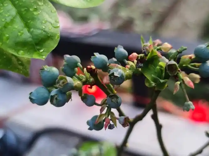 18左右开始开花的,已经过去三个星期~现在果子还没有进入膨大期.