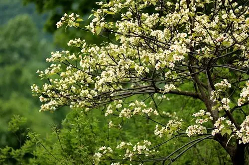驻马店驿城区板桥镇油桐花开景色宜人