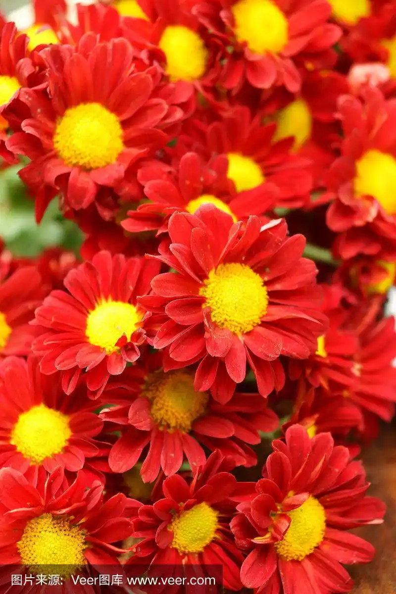 红色菊花;dendranthemum grandifflora.