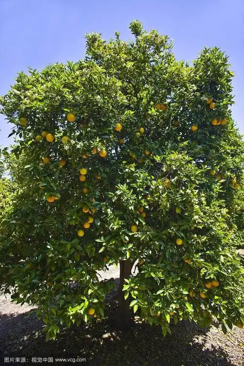 琼中绿橙