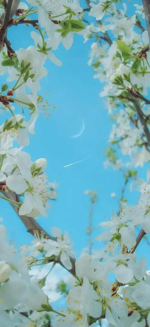 2021最潮手机壁纸最流行好看的女生iphone锁屏壁纸高清