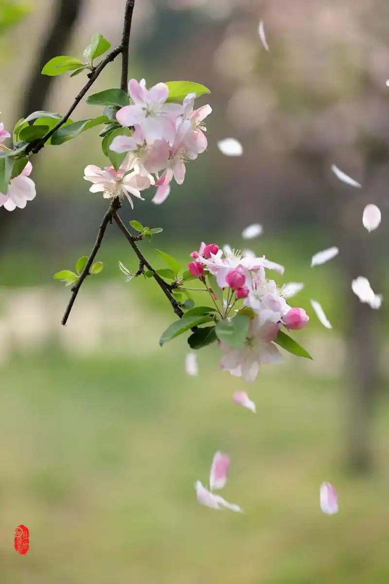 羲陵春意正浓邀您一起云赏花