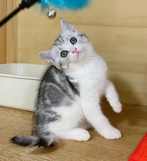 性格温顺 实物拍摄 支持上门#猫  #宠物  #美短  #美短加白  #起司猫