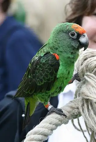 p>贾丁氏鹦鹉(学名: i>poicephalus gulielmi /i>) 在poicephalus属