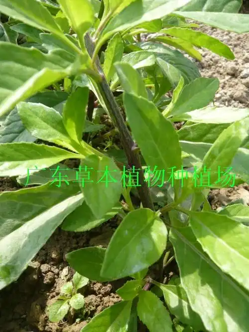 金鸡毛草 金鸡毛菜 神奇救命草 成熟大苗可马上吃 5送1 9送2送肥